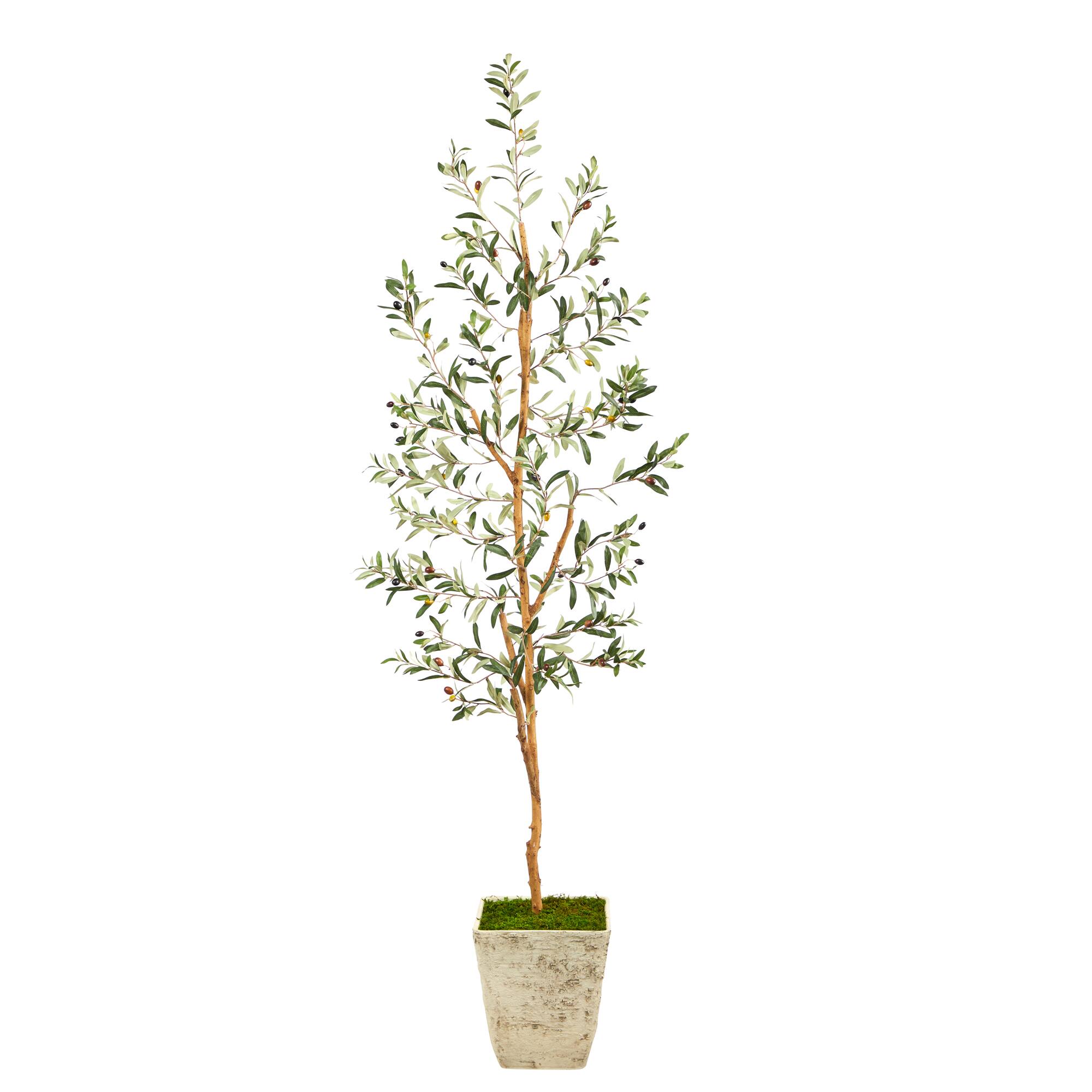 6ft. Olive Artificial Tree in Country White Planter